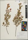 Foto von Salix pedicellaris Pursh
